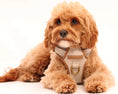 Load image into Gallery viewer, Heritage Three Piece Harness set 3-click