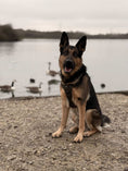 Load image into Gallery viewer, Bark in Black Oxford 3-Click Neck Harness big dogs only