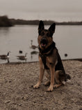 Load image into Gallery viewer, Bark in Black 3-Piece Set -Big dogs only