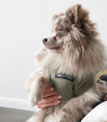 Load image into Gallery viewer, Olive Dog T-Shirt