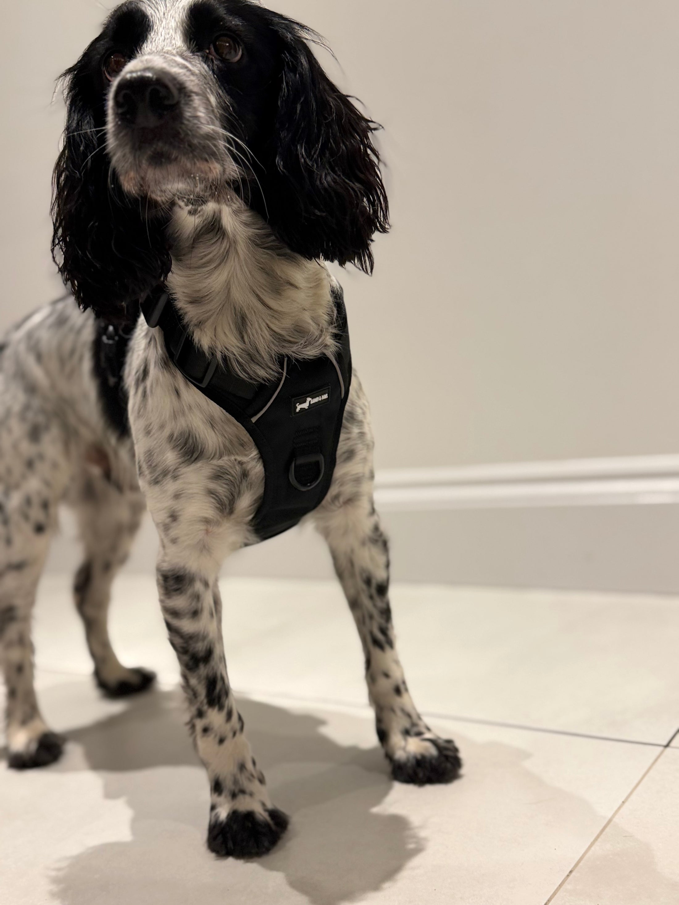Bark in Black 3-Piece Set -Big dogs only