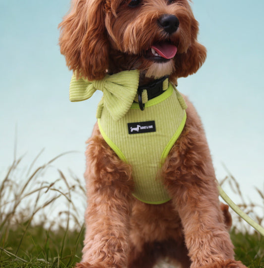 Pawssachio Green 3-Piece Set