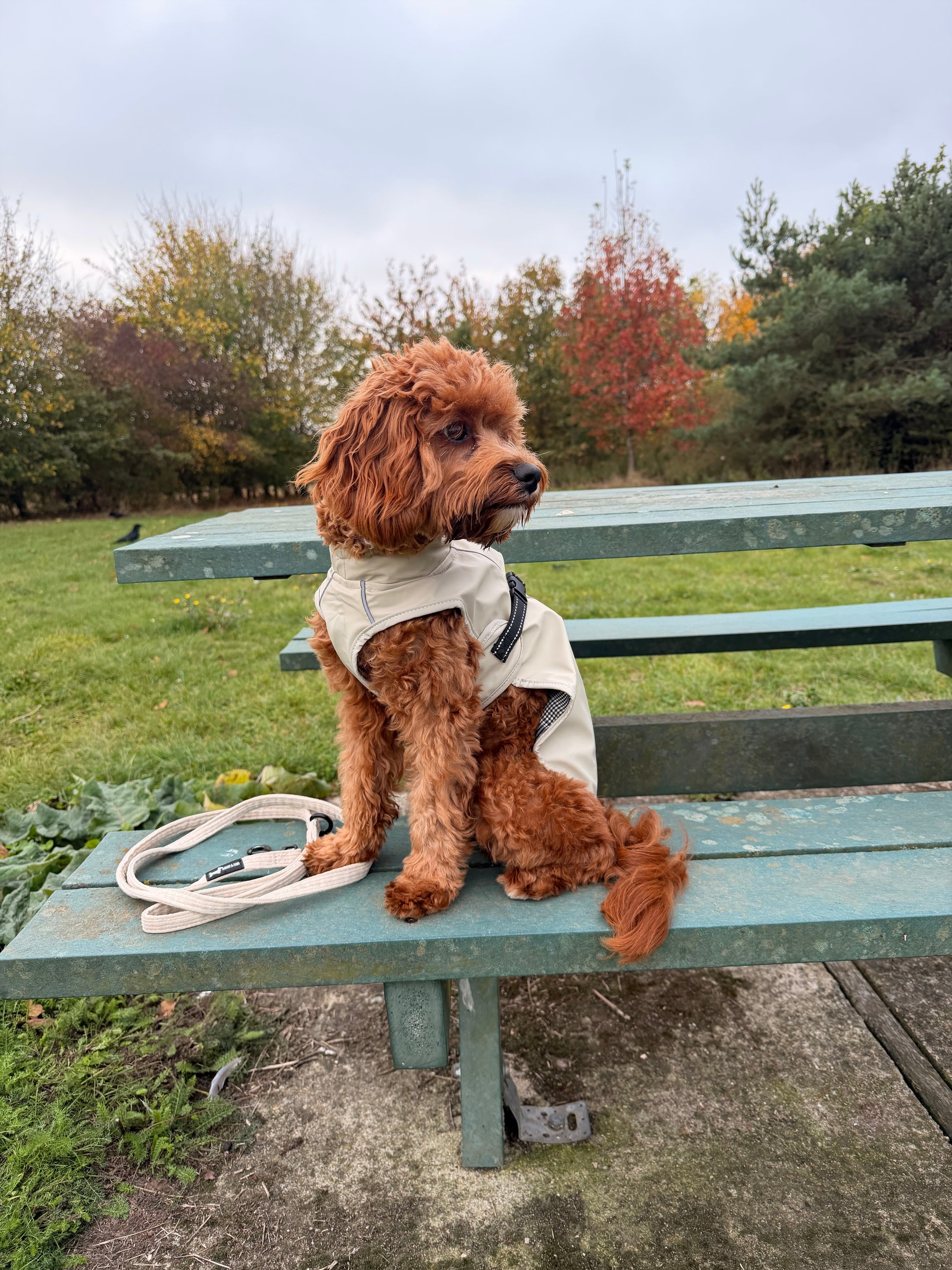 Bark Mac (Biscuit)