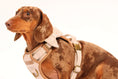 Load image into Gallery viewer, Heritage Bow Tie

