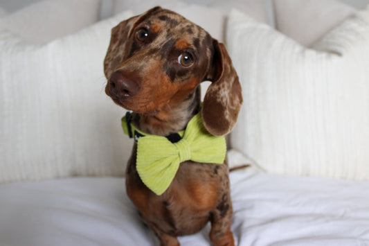 Pawsacchio Green Bow Tie