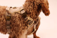 Load image into Gallery viewer, The Teddy 5-Piece Harness Set 3-Click

