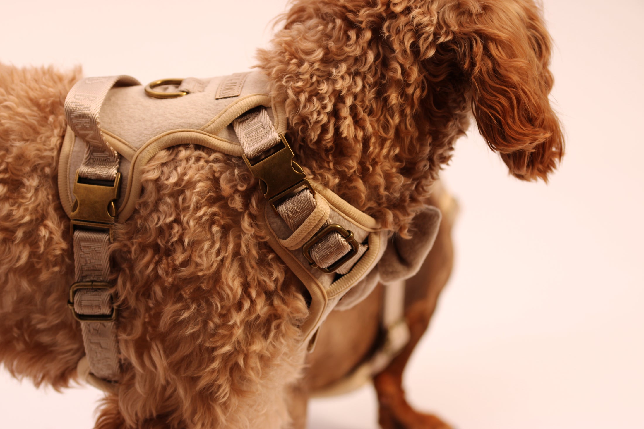 The Teddy 5-Piece Harness Set 3-Click