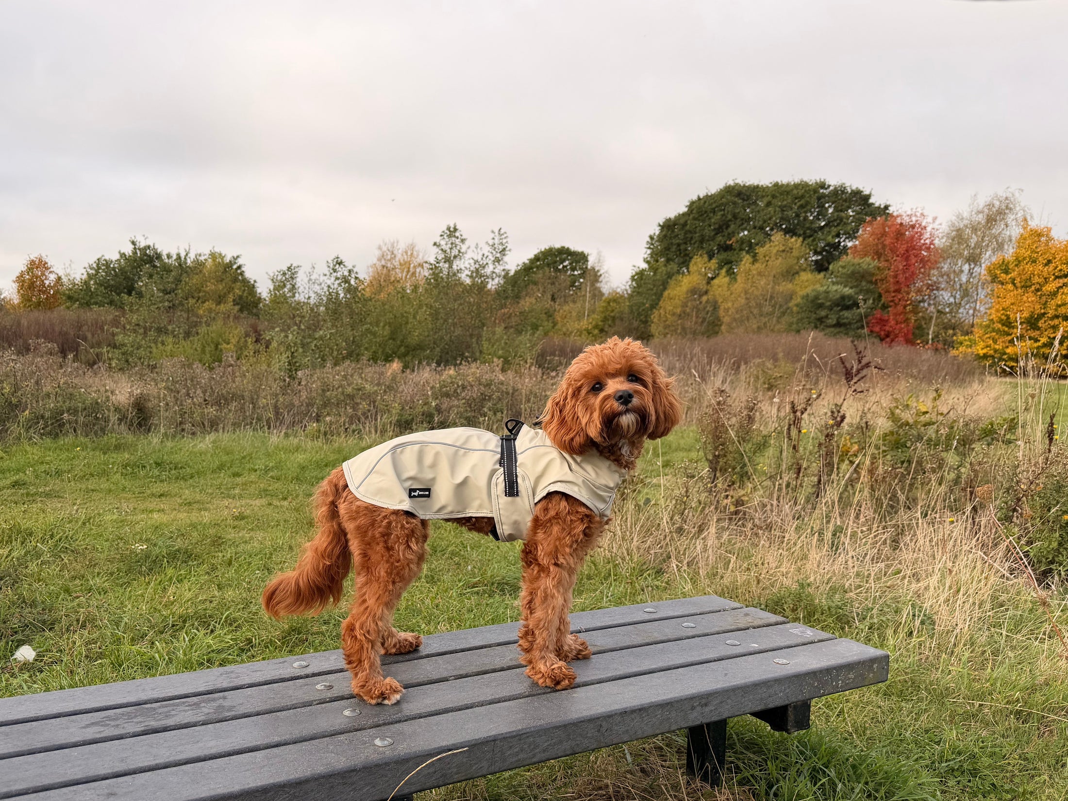 Bark Mac (Biscuit)