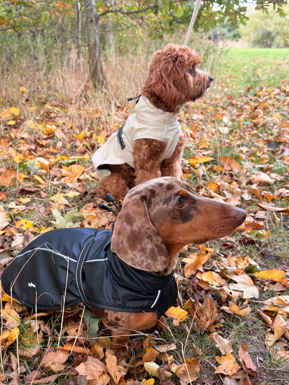 Dog Coats