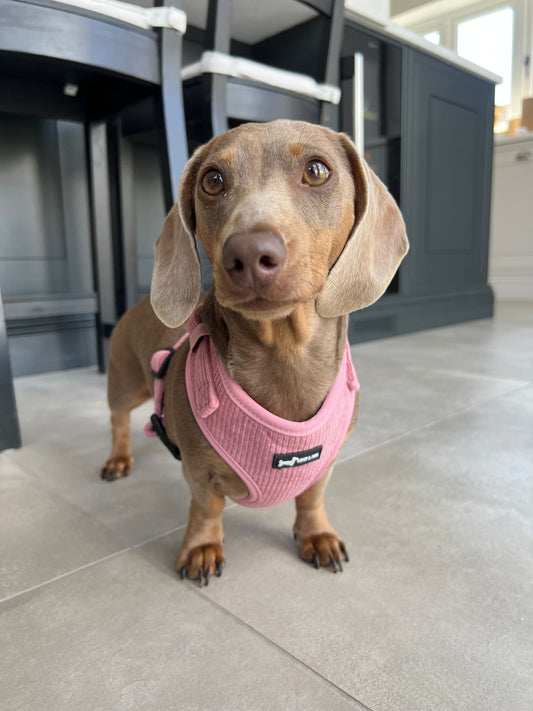 Dusty Rose Pink Adjustable Neck Harness