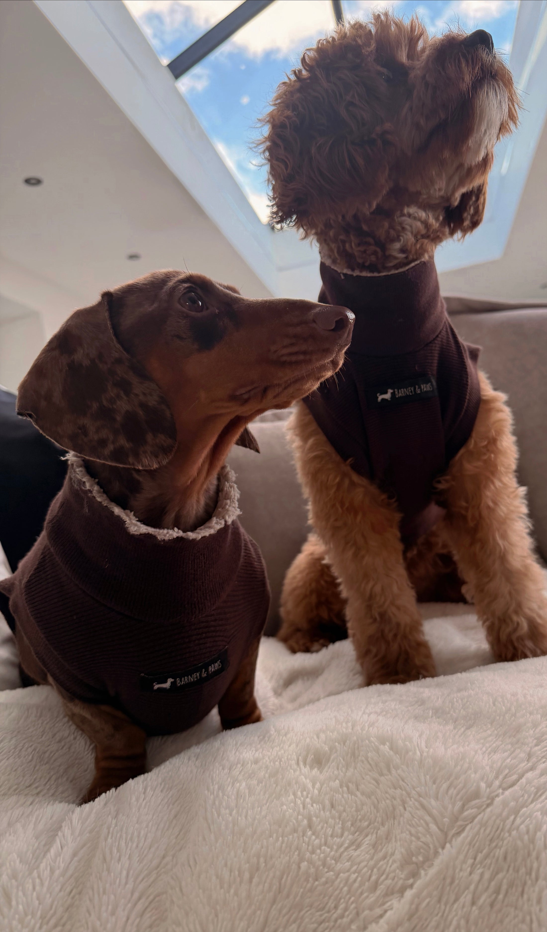 Berry Brown Dog T-Shirt