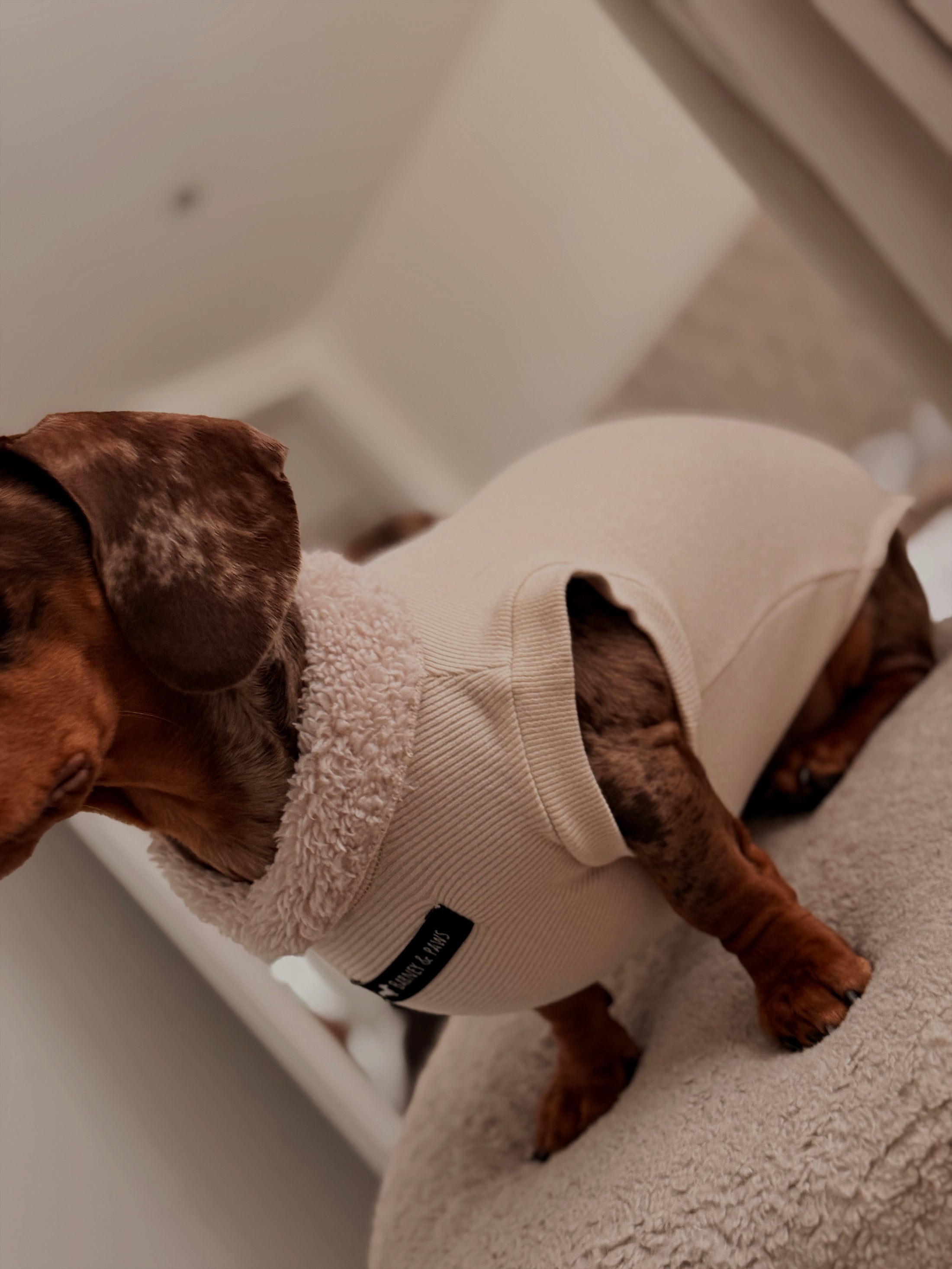 Cream Dog T-Shirt