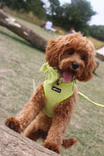 Load image into Gallery viewer, Pawssachio Green 3-Piece Set
