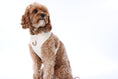 Load image into Gallery viewer, Oatmere Adjustable Neck Harness
