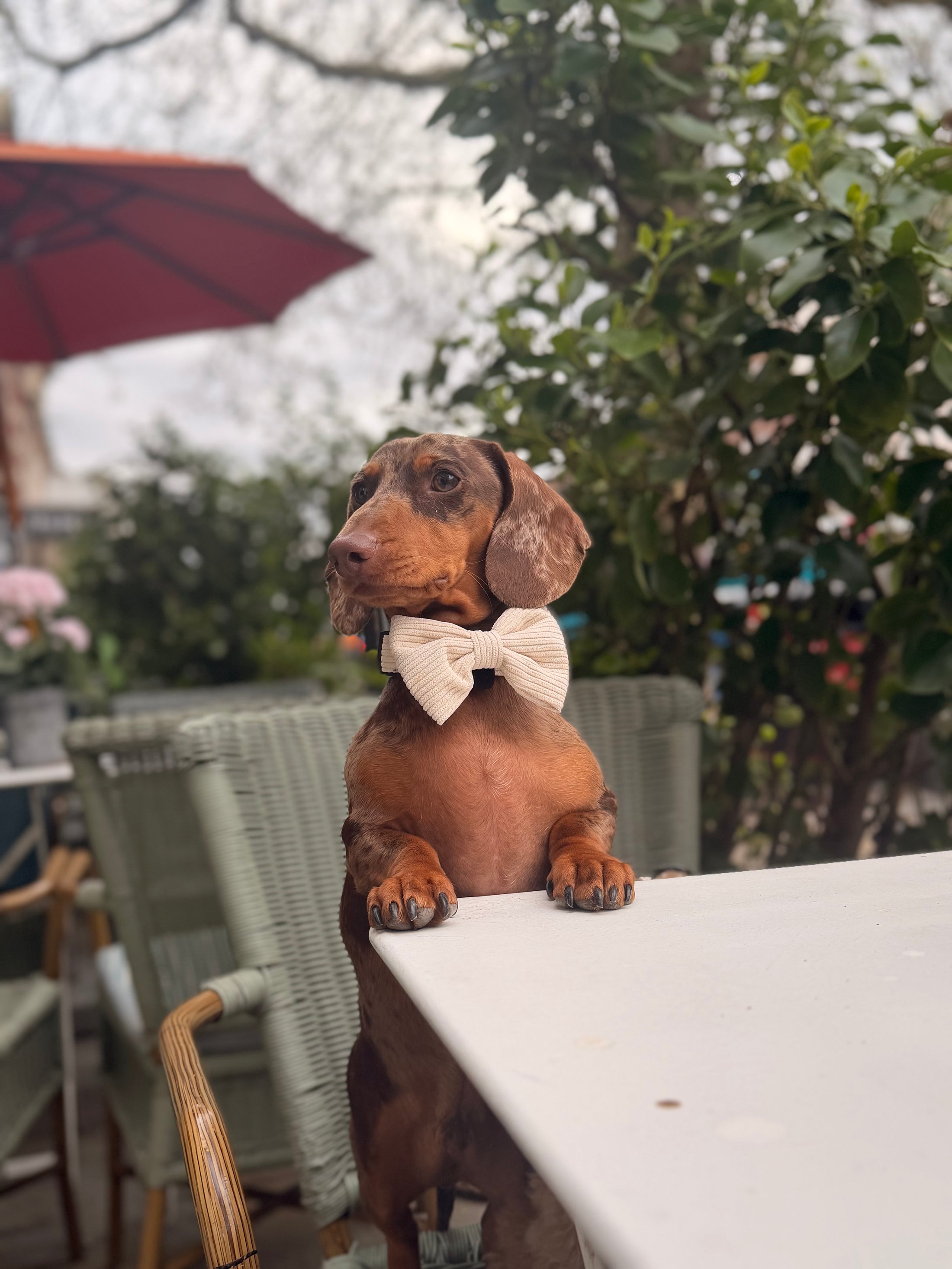 Oatmilk cord Bow Tie