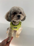 Load image into Gallery viewer, Pawssachio Green 3-Piece Set
