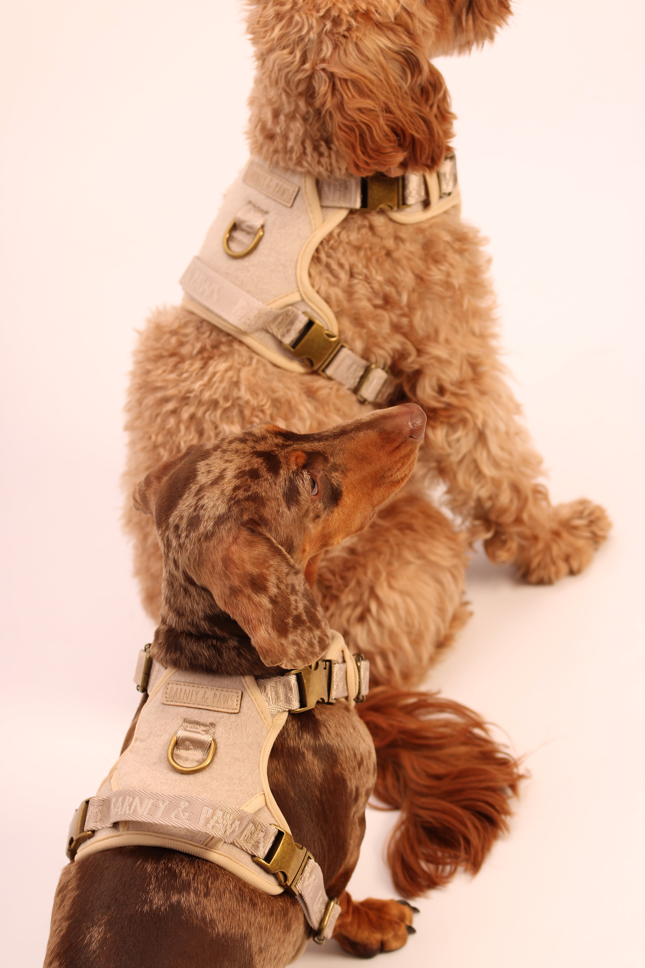 The Teddy 5-Piece Harness Set 3-Click