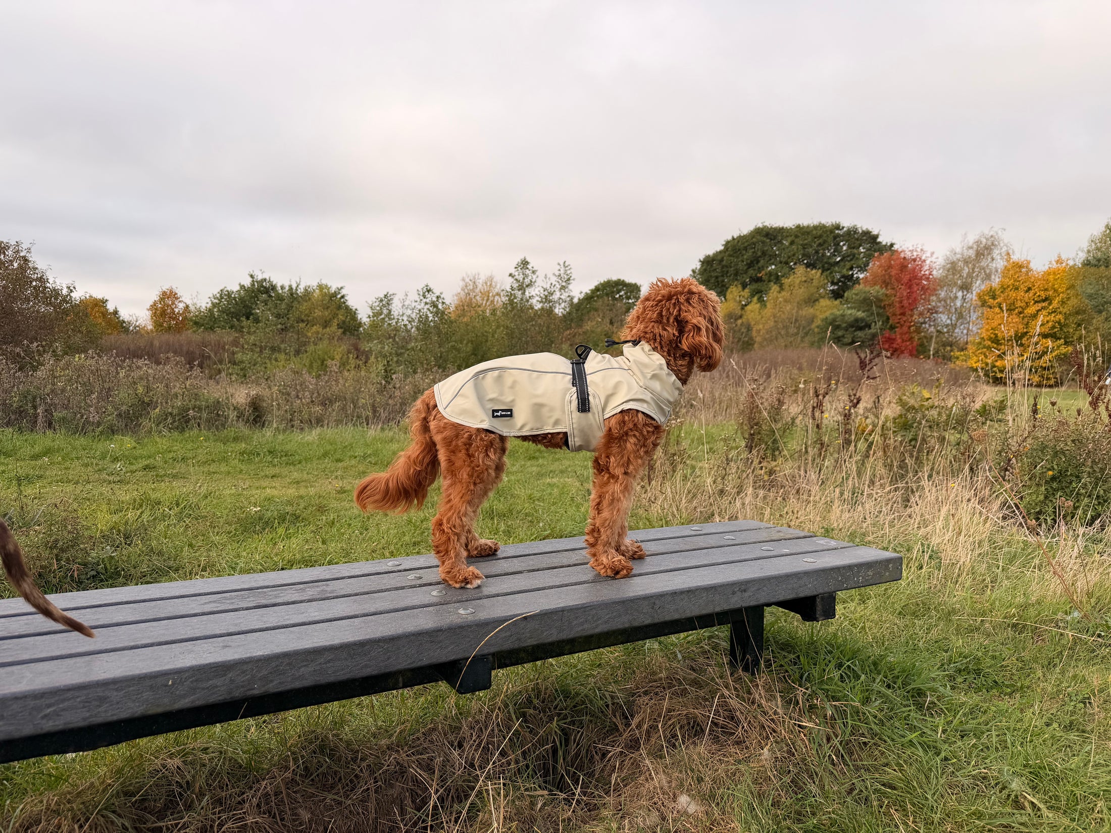Bark Mac (Biscuit)