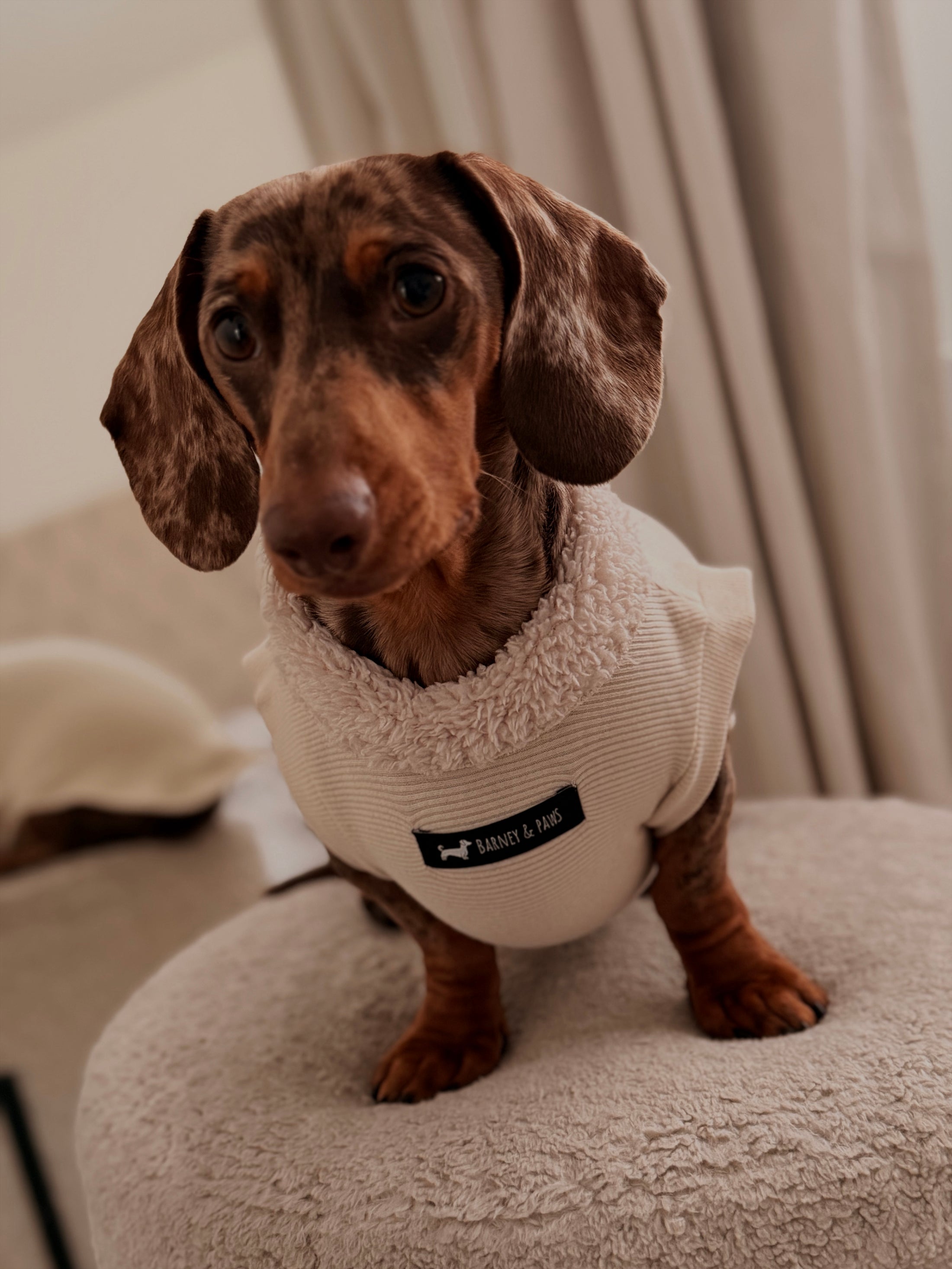 Cream Dog T-Shirt
