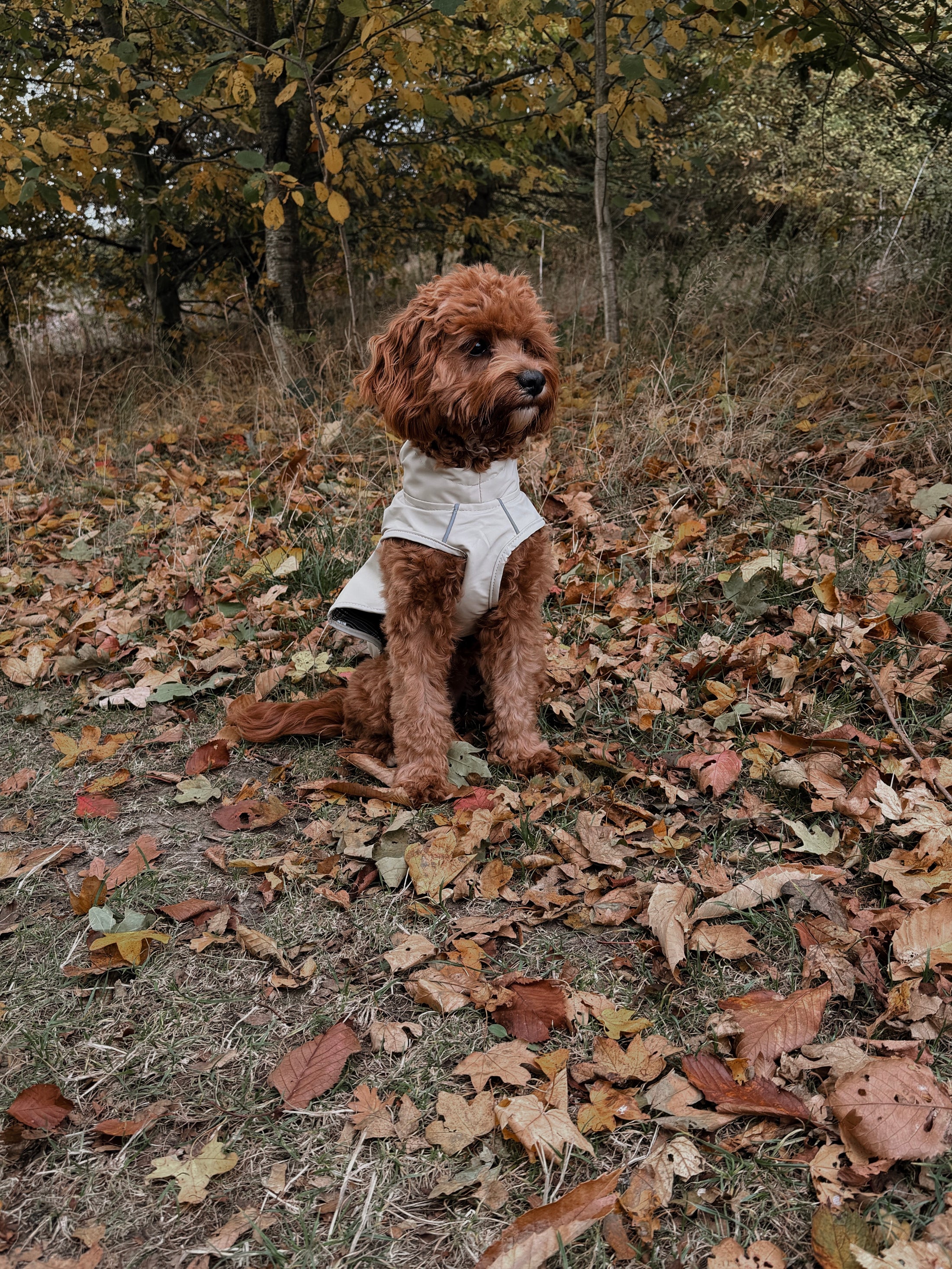 Bark Mac (Biscuit)
