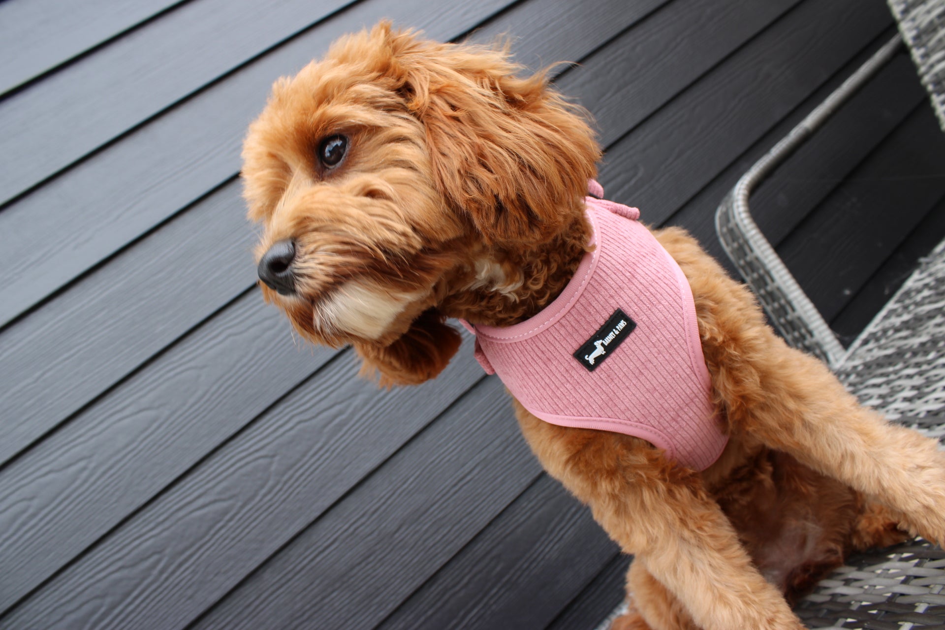 Dusty Rose Pink Adjustable Neck Harness