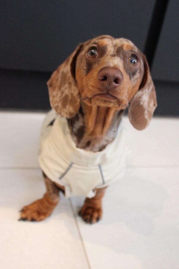 Bark Mac (Biscuit) - Image 5