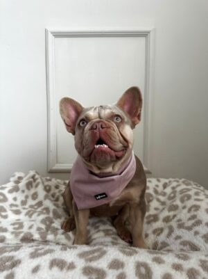 "Velvet Petal" Bandana