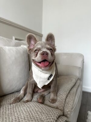 "Oatmilk" Bandana