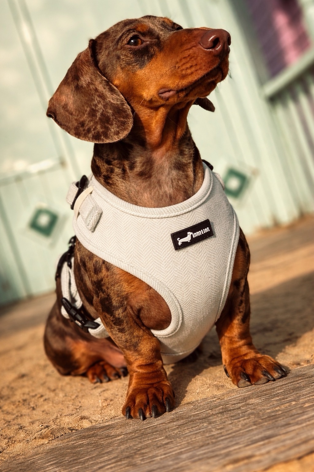 Herringbone Sage Adjustable Neck Harness - Image 2