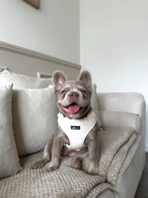"Oatmilk" Adjustable Neck Harness