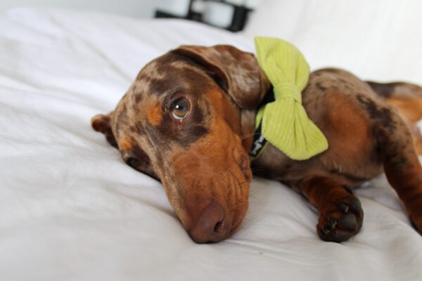 "Pawsacchio Green" Bow Tie - Image 2