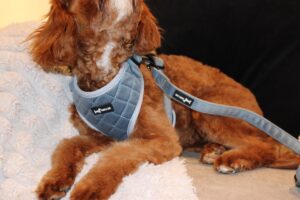 "Lilac Blue Stitch" Adjustable Neck Harness