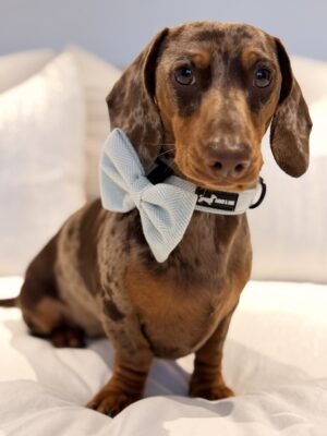"Herringbone Sage" Bow Tie