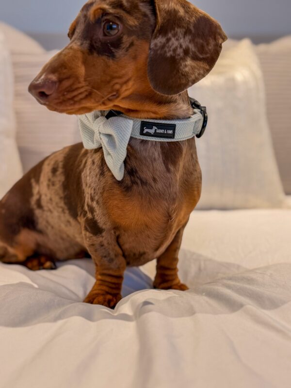 "Herringbone Sage" Collar - Image 2