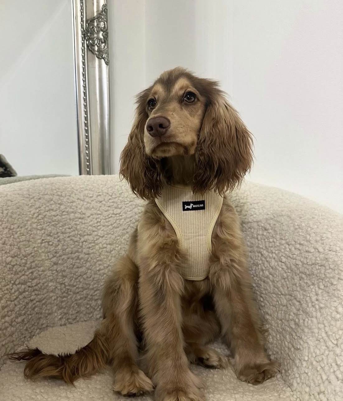 "Oatmilk" Adjustable Neck Harness - Image 2