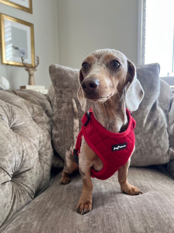 "Strawberry Plush" Adjustable Neck Harness - Image 2