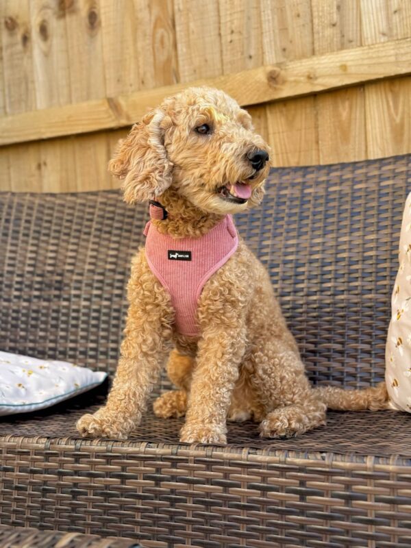 "Dusty Rose" Adjustable Neck Harness - Image 2