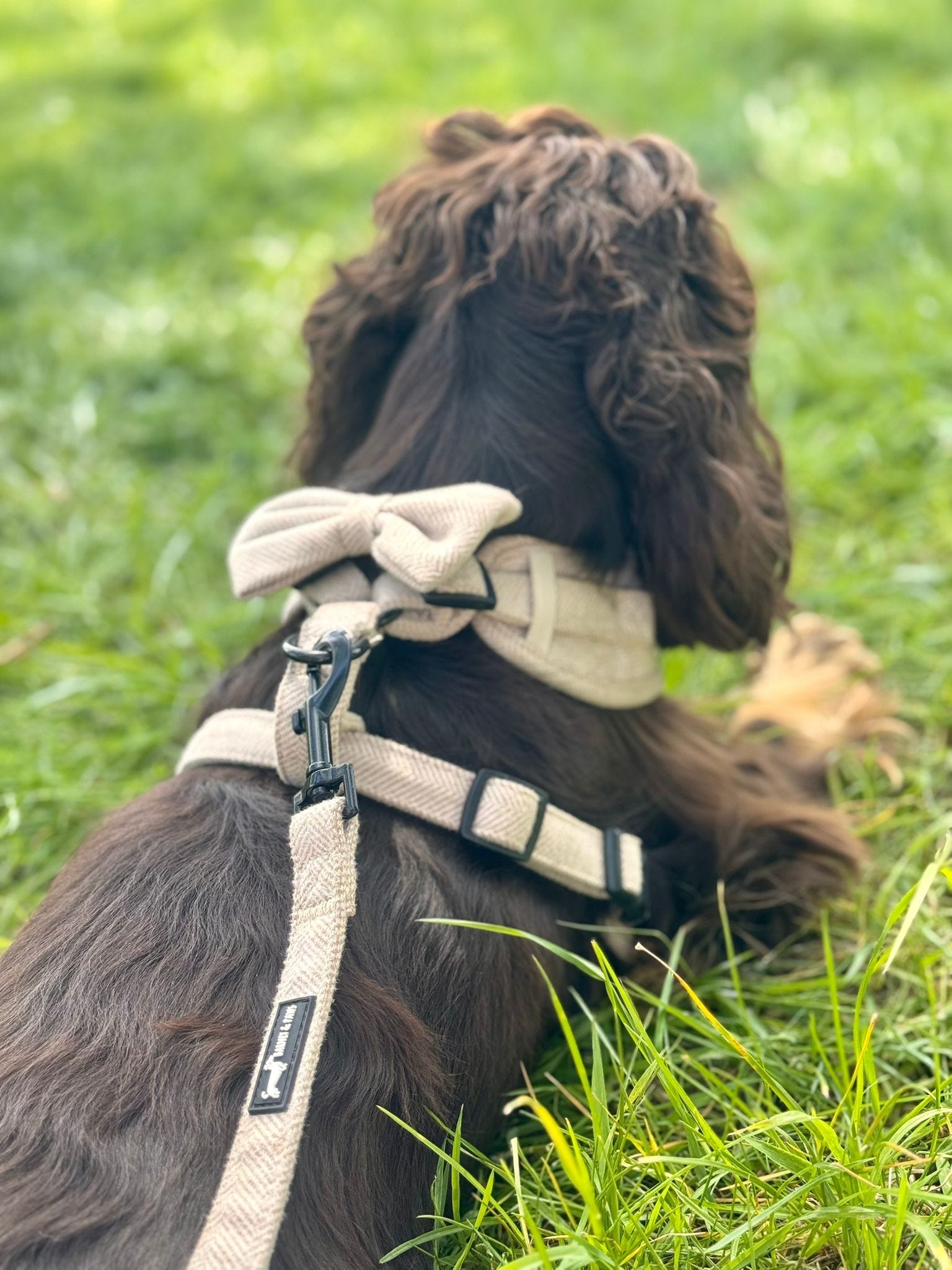 Herringbone Oat Adjustable Neck Harness - Image 4