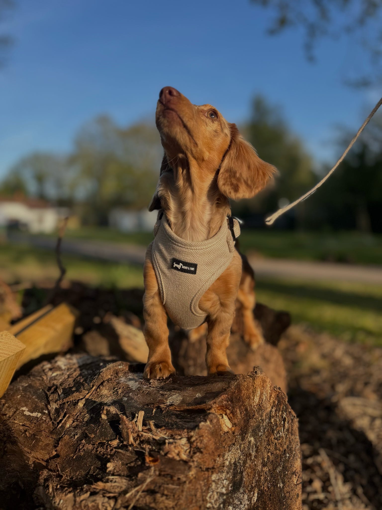 Herringbone Oat Adjustable Neck Harness - Image 2