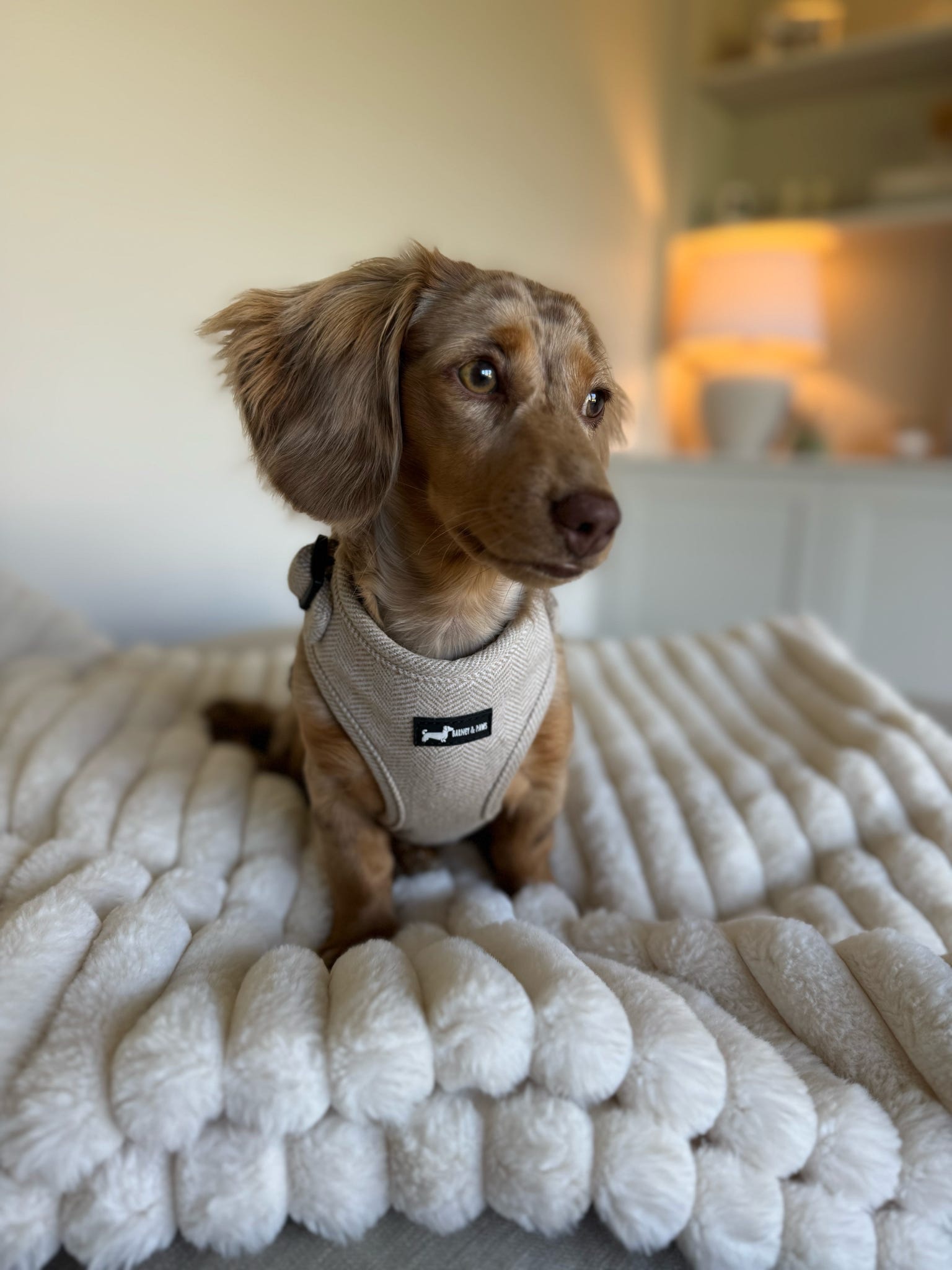 Herringbone Oat Adjustable Neck Harness - Image 3