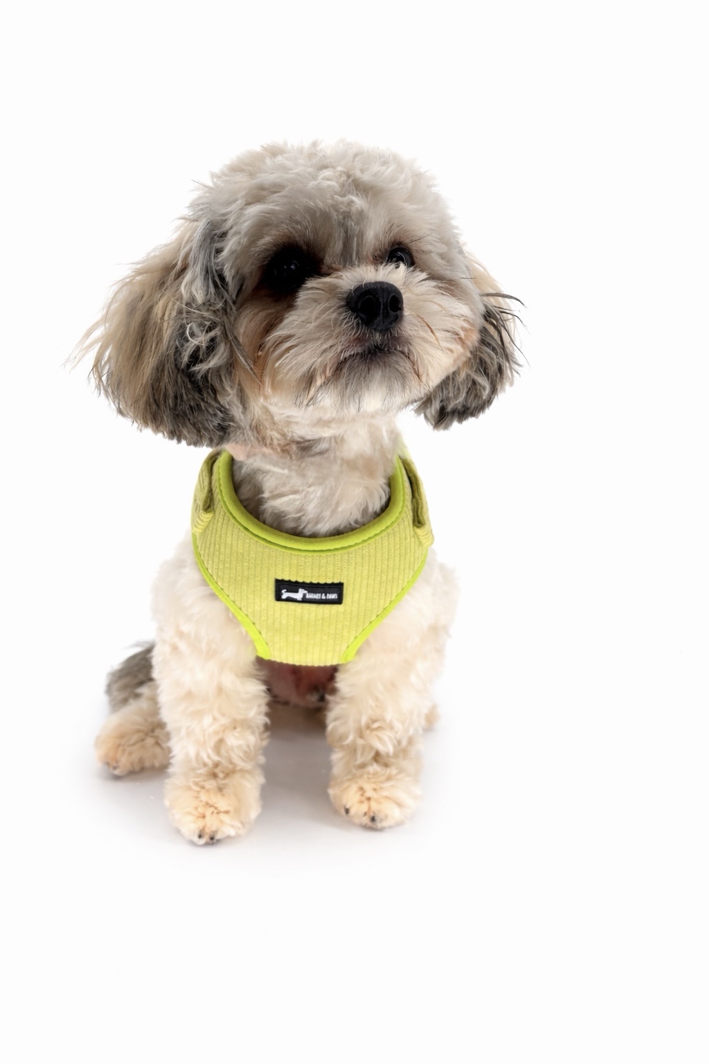 Pawssachio Green 5-Piece Set - Image 2