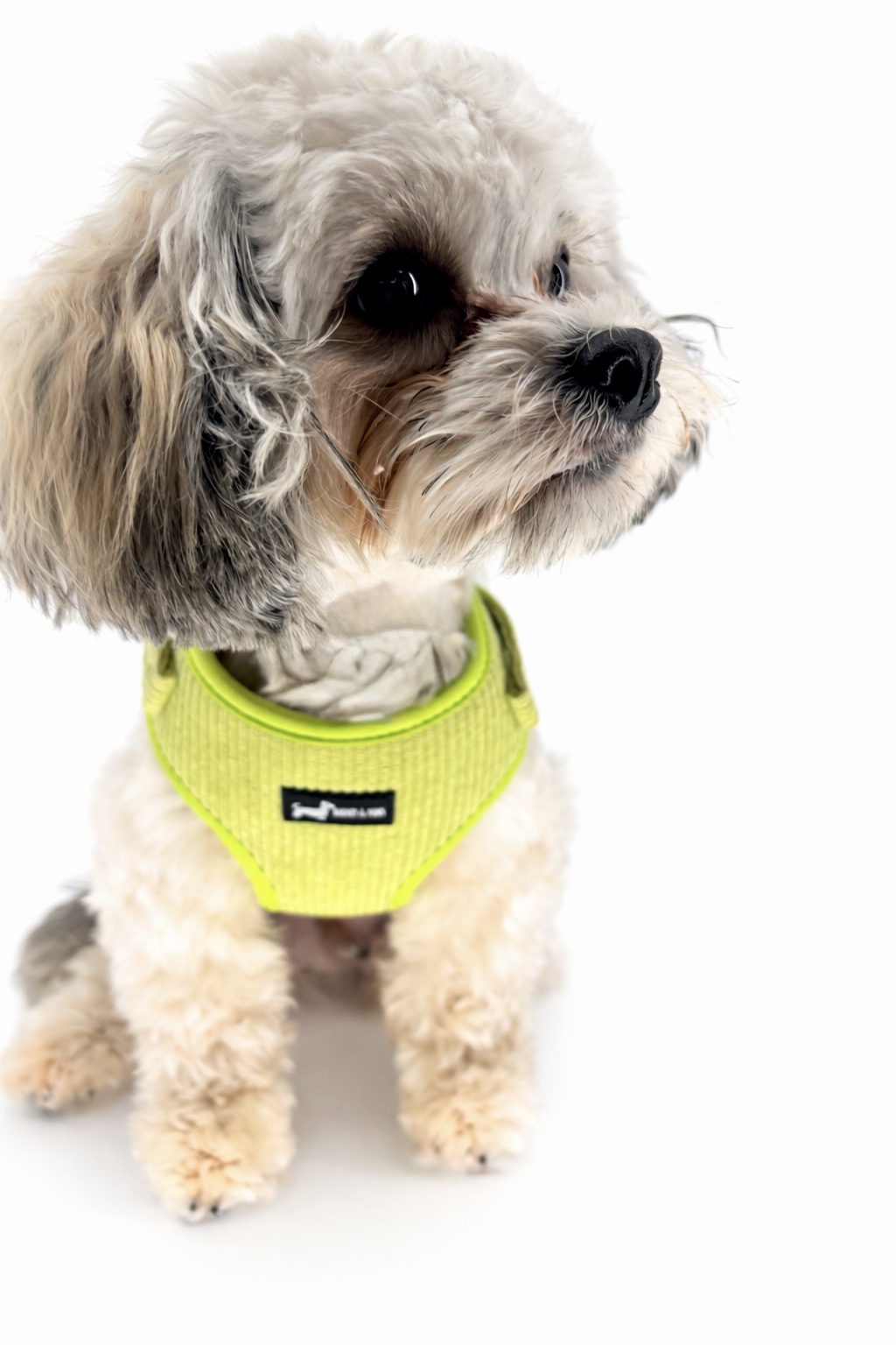 Pawssachio Green 5-Piece Set - Image 3