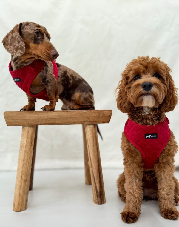 "Strawberry Plush" Adjustable Neck Harness - Image 4
