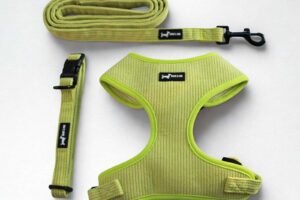 Pawssachio Green 3 Piece Harness