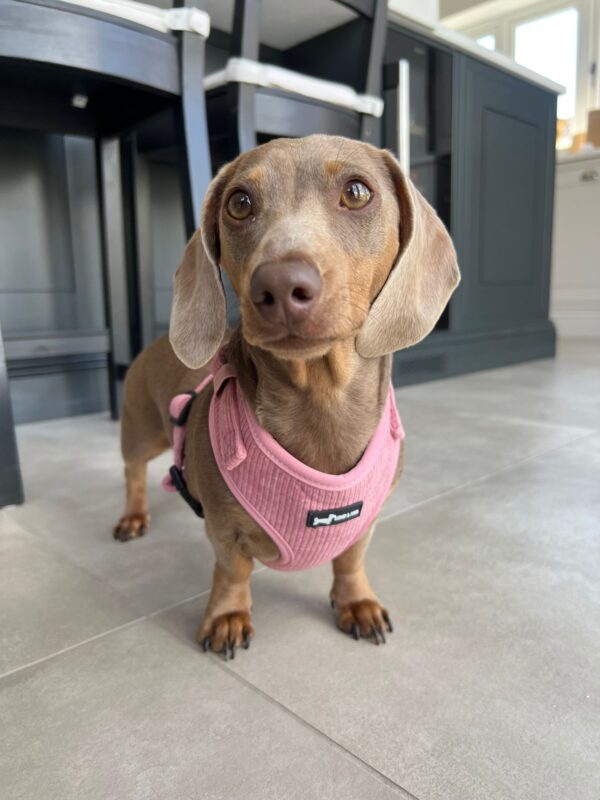 "Dusty Rose" Adjustable Neck Harness