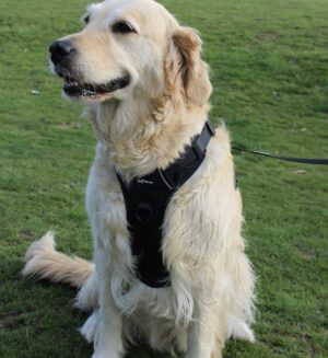 "Bark in Black" Oxford 3-Click Neck Harness