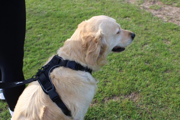 "Bark in Black" Oxford 3-Click Neck Harness - Image 2