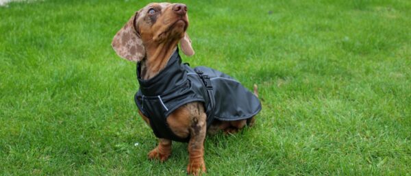 Bark Mac (Black) - Image 3
