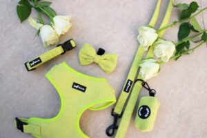 "Pawssachio Green" 6-Piece Set