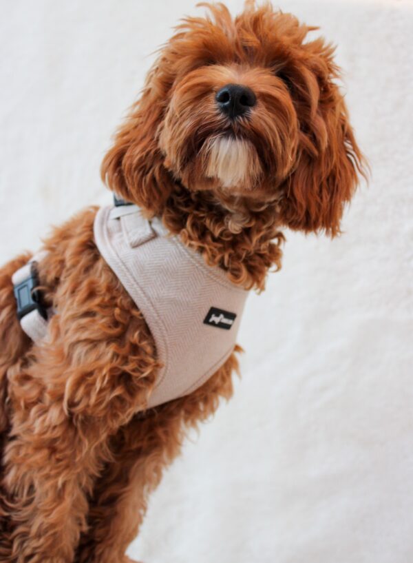 "Herringbone Oat" Adjustable Neck Harness - Image 2
